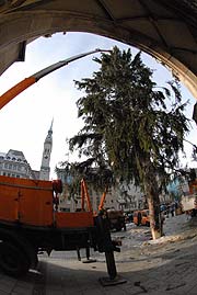 Ein Prachtstück von Weihnachtsbaum (Foto: Ingrid Grossmann)